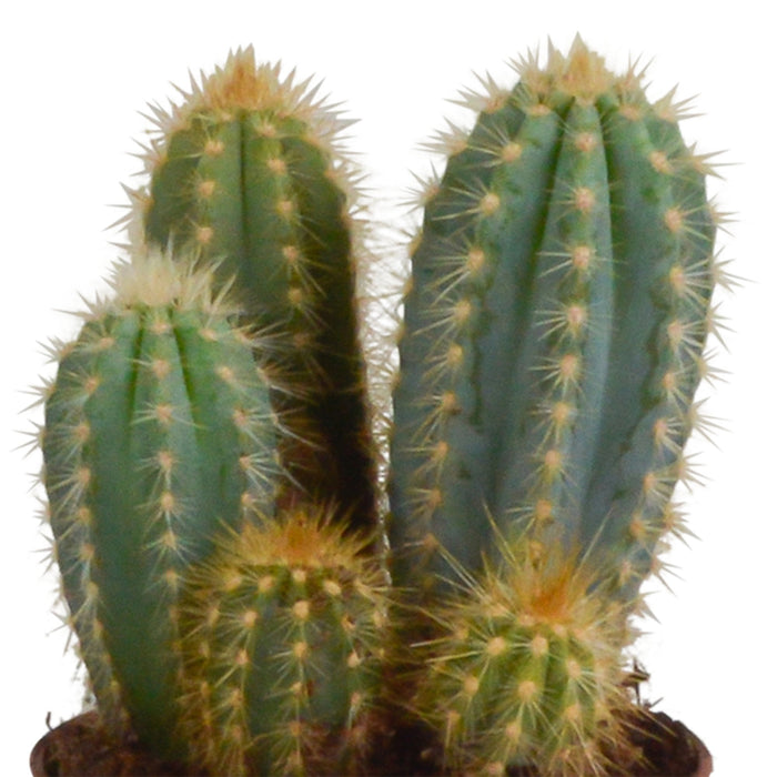 Trio Di Cactus E I Loro Vasi Per Piante H23Cm