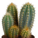 Trio Di Cactus E I Loro Vasi Per Piante H23Cm