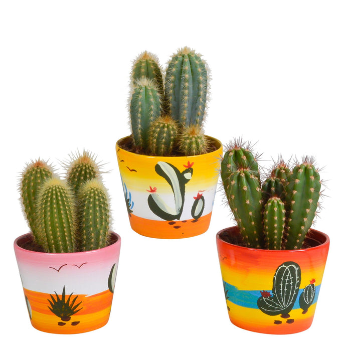 Trio Di Cactus E I Loro Vasi Per Piante H23Cm
