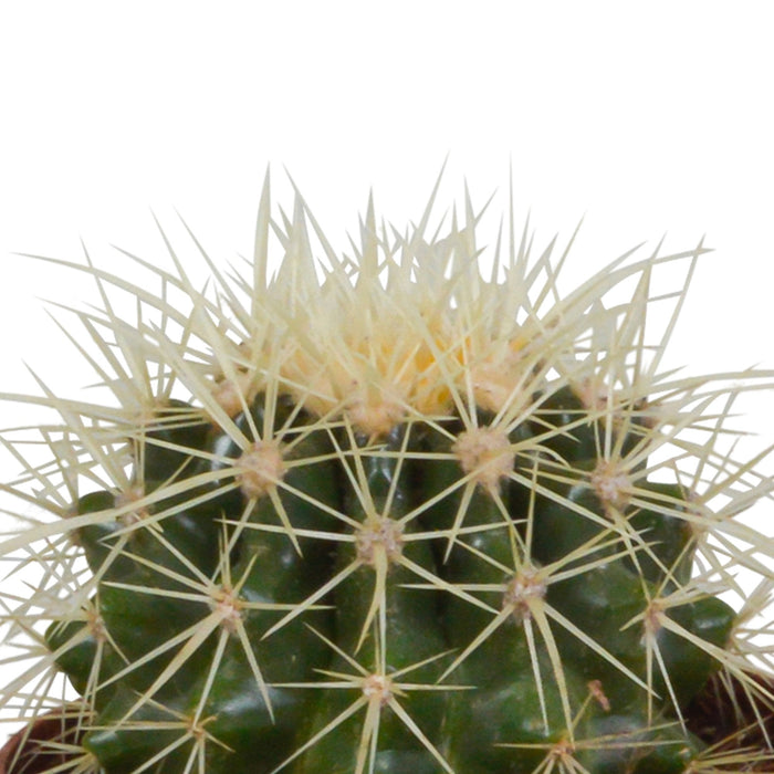 Trio Di Cactus H18Cm