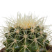 Trio Di Cactus H18Cm