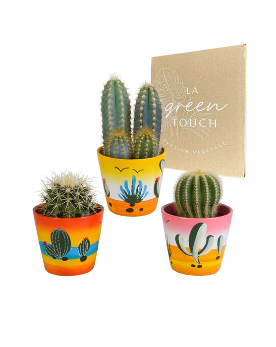 Trio Di Cactus H18Cm