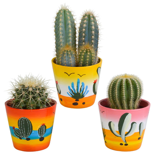 Trio Di Cactus H18Cm