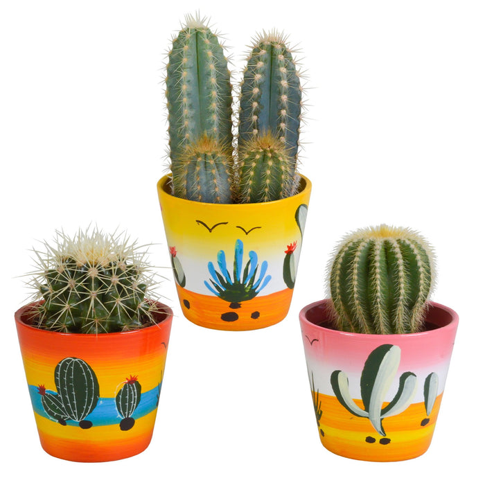 Trio Di Cactus H18Cm