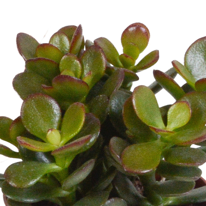 Trio Di Crassula E I Loro Vasi Per Piante H18Cm