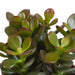 Trio Di Crassula E I Loro Vasi Per Piante H18Cm