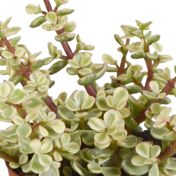 Trio Di Crassula E I Loro Vasi Per Piante H18Cm