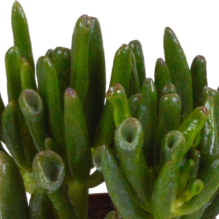 Trio Di Crassula E I Loro Vasi Per Piante H18Cm