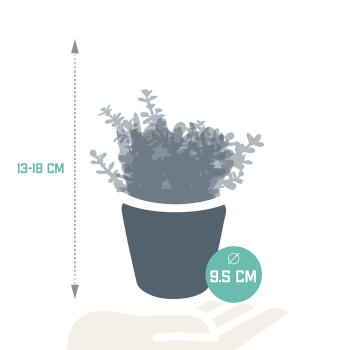 Trio Di Crassula E I Loro Vasi Per Piante H18Cm