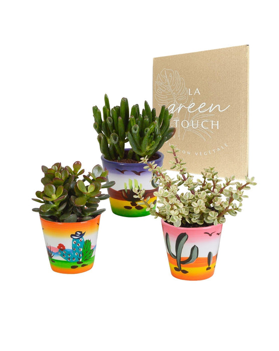 Trio Di Crassula E I Loro Vasi Per Piante H18Cm