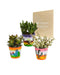 Trio Di Crassula E I Loro Vasi Per Piante H18Cm