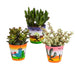 Trio Di Crassula E I Loro Vasi Per Piante H18Cm