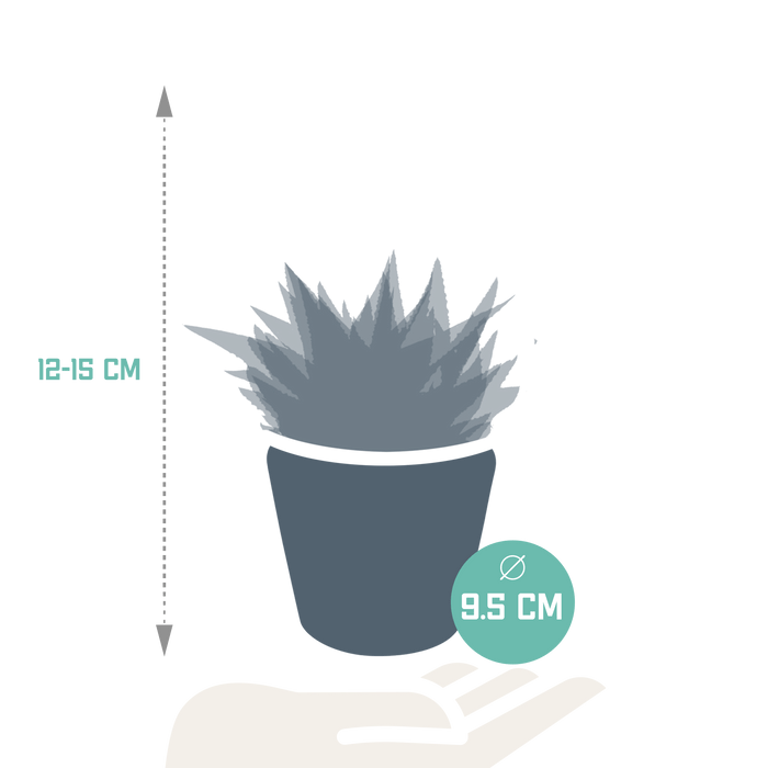 Trio Di Gasteria/Haworthia H18Cm