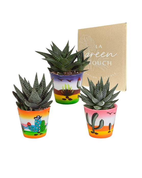 Trio Di Gasteria/Haworthia H18Cm