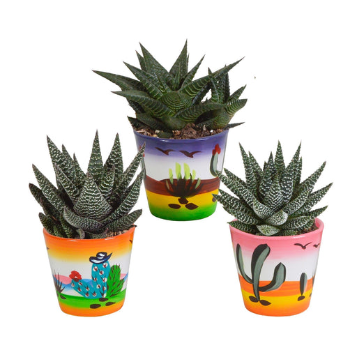 Trio Di Gasteria/Haworthia H18Cm