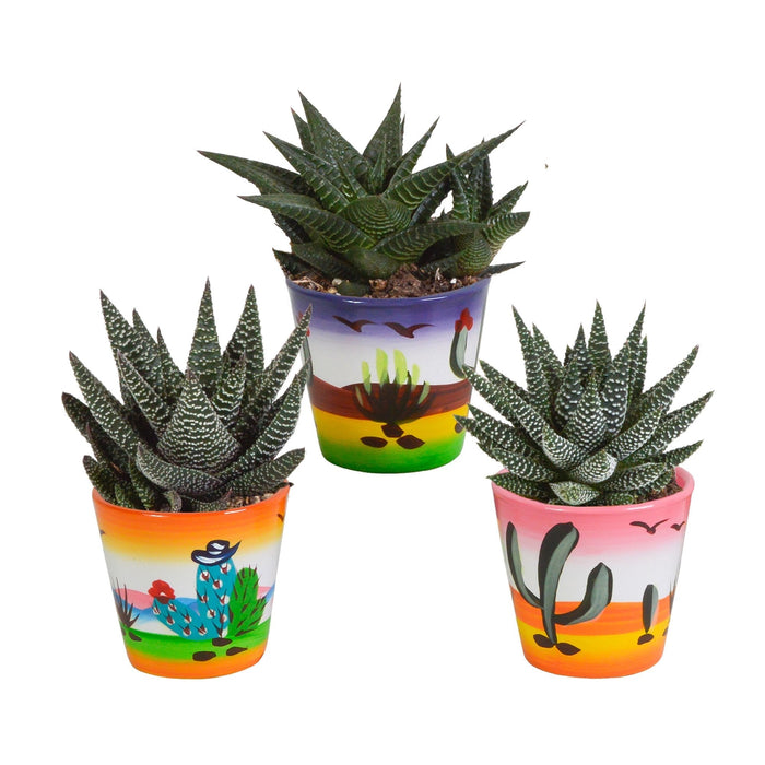 Trio Di Gasteria/Haworthia H18Cm