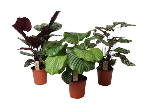 Trio Calathea Grande - Ø21Cm - ↕55Cm