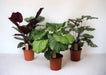 Trio Calathea Grande - Ø21Cm - ↕55Cm