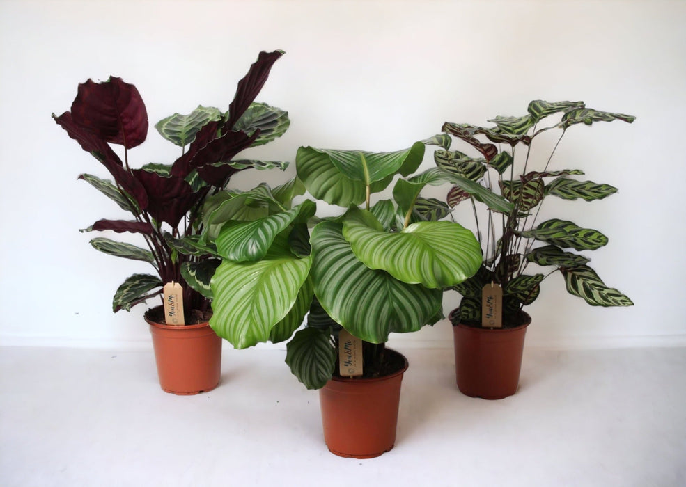Trio Calathea Grande - Ø21Cm - ↕55Cm