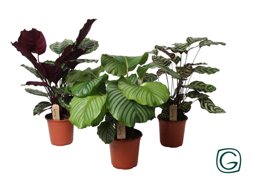 Trio Calathea Grande - Ø21Cm - ↕55Cm