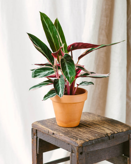 Trio Di Piante Di Calathea