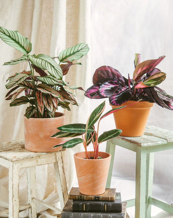 Trio Di Piante Di Calathea