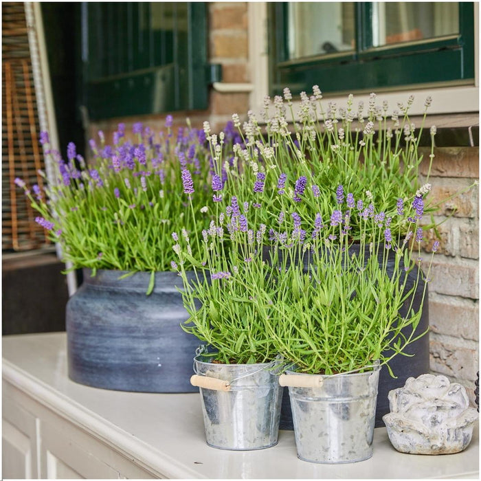 Trio Di Lavanda Angustifolia Felice® E Il Loro Vaso