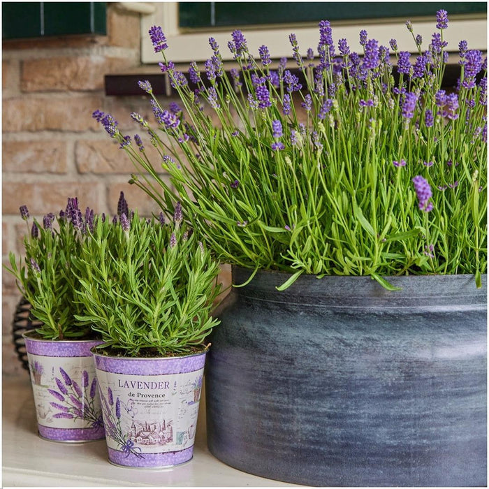 Trio Di Lavanda Angustifolia Felice® E Il Loro Vaso