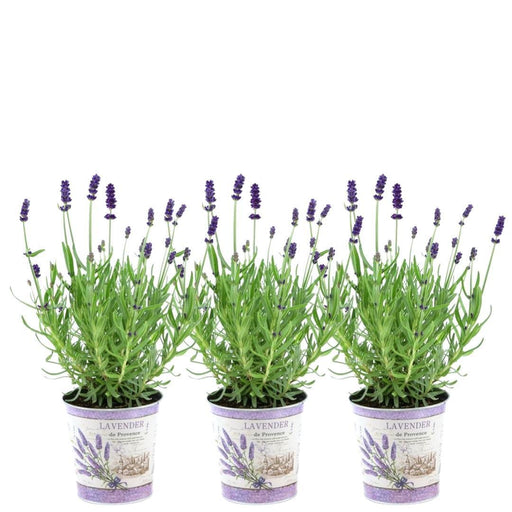 Trio Di Lavanda Angustifolia Felice® E Il Loro Vaso
