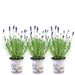 Trio Di Lavanda Angustifolia Felice® E Il Loro Vaso