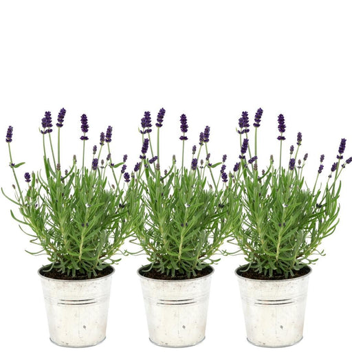 Trio Di Lavanda Angustifolia Felice® E Il Loro Vaso