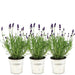 Trio Di Lavanda Angustifolia Felice® E Il Loro Vaso