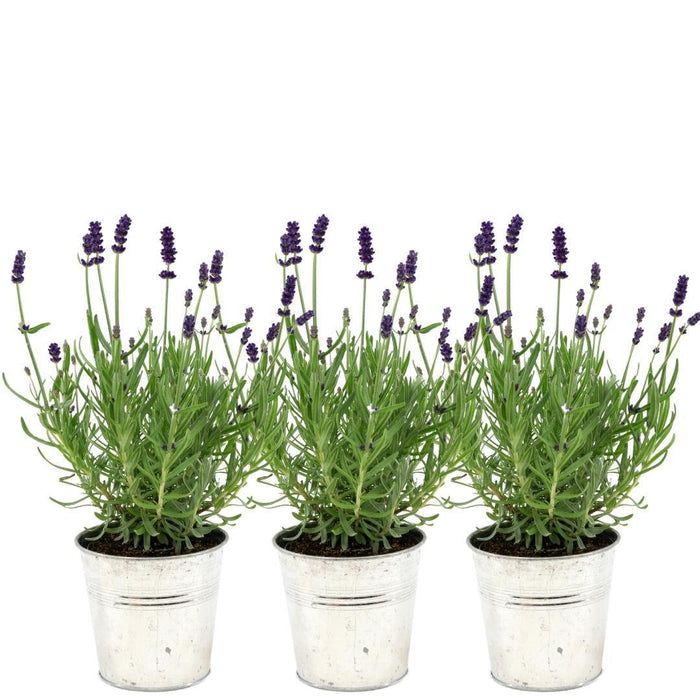 Trio Di Lavanda Angustifolia Felice® E Il Loro Vaso