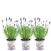 Trio Di Lavanda Angustifolia Felice® E Il Loro Vaso
