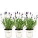 Trio Di Lavanda Angustifolia Felice® E Il Loro Vaso