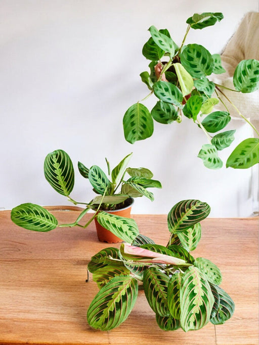 Trio Maranta