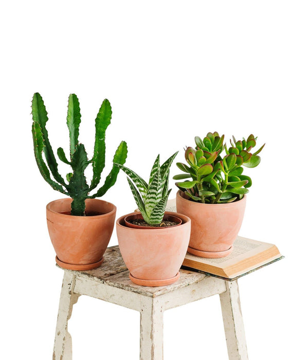 Trio Di Cactus E Piante Grasse
