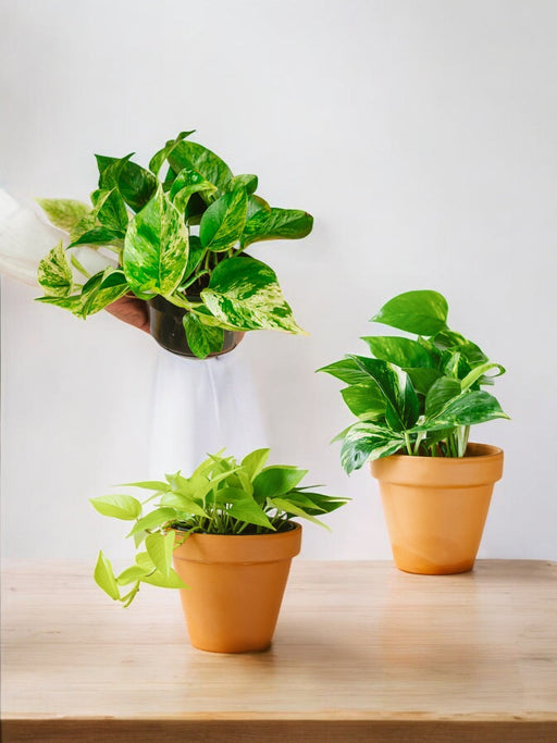Trio Di Piante Pendenti - Amanti Di Pothos