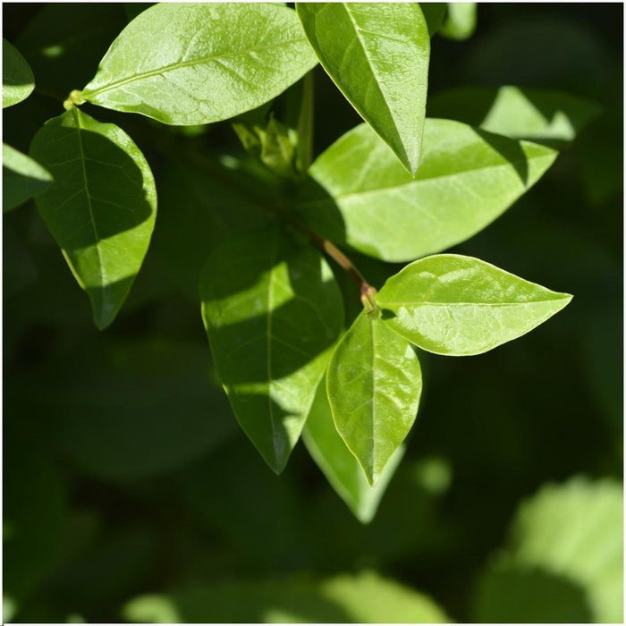 Ligustro Verde - 6 Siepi Robuste - Siepe Semi-Sempreverde