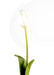 Tulipano Artificiale Bianco H.79Cm Decorazione Interni