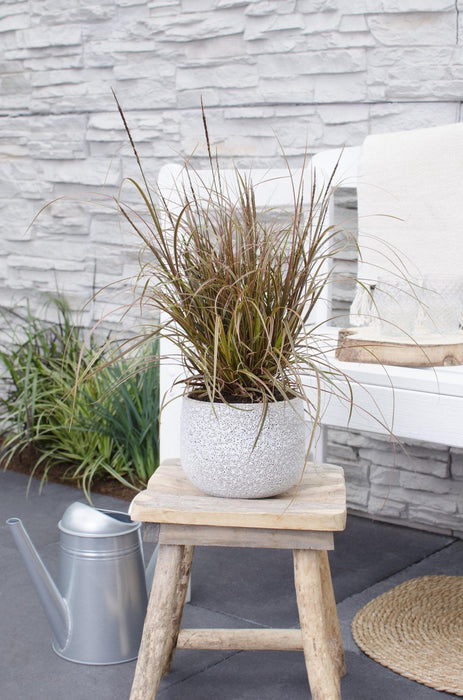 Uncinia Rubra 'Everflame'