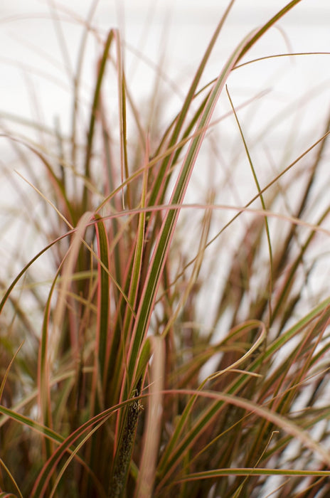 Uncinia Rubra 'Everflame'