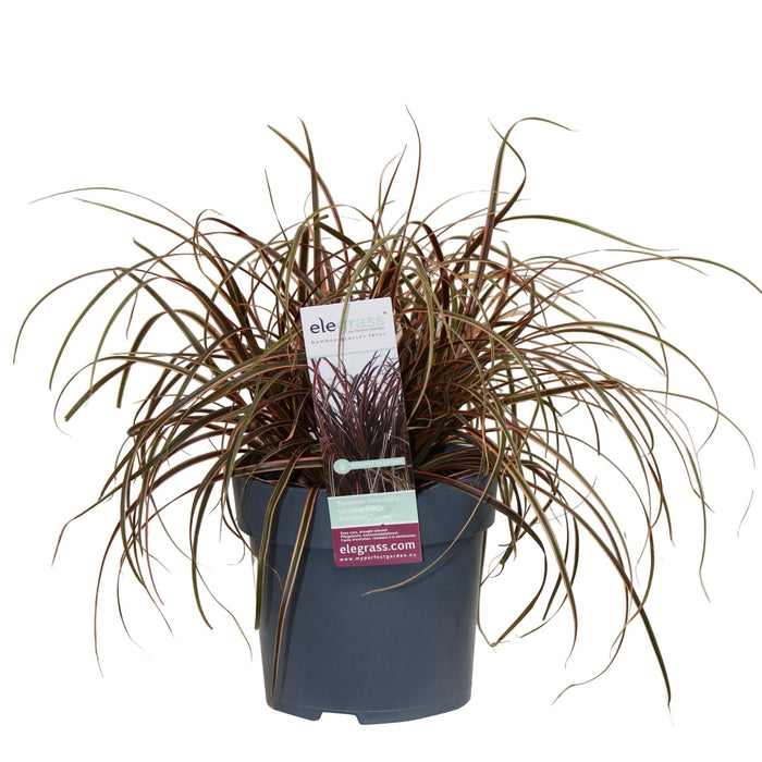 Uncinia Rubra 'Everflame'