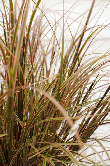 Uncinia Rubra 'Everflame'