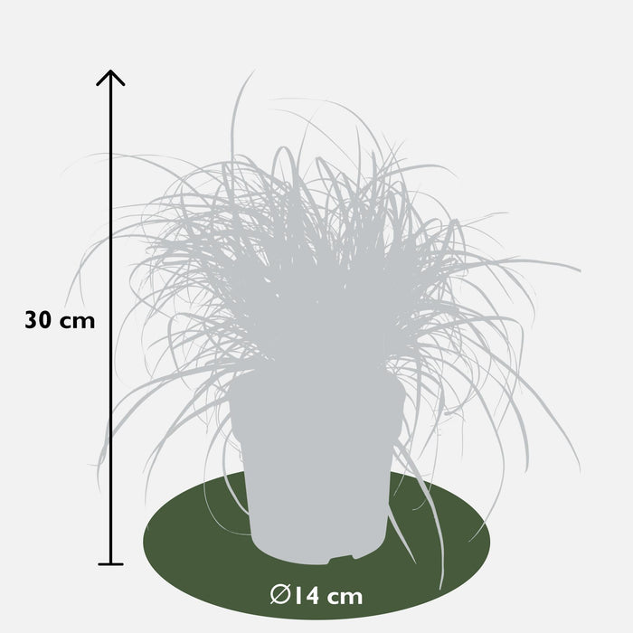 Uncinia Rubra 'Everflame'