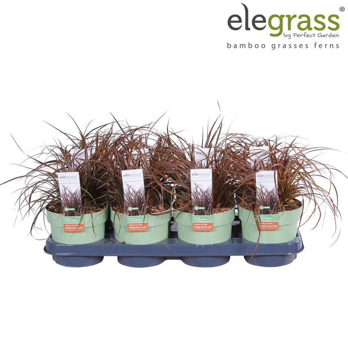 Uncinia Rubra 'Everflame'