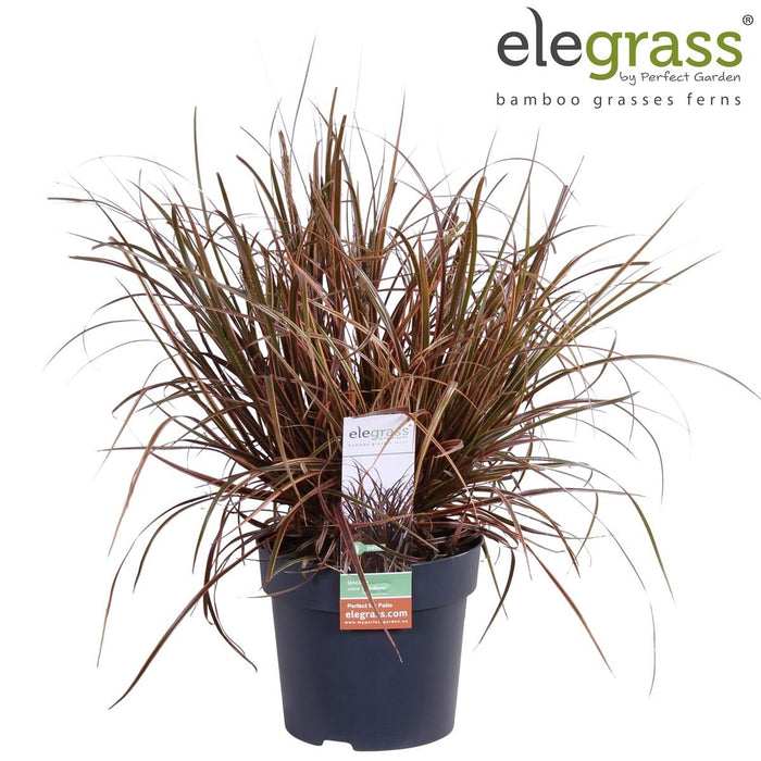 Uncinia Rubra 'Everflame'