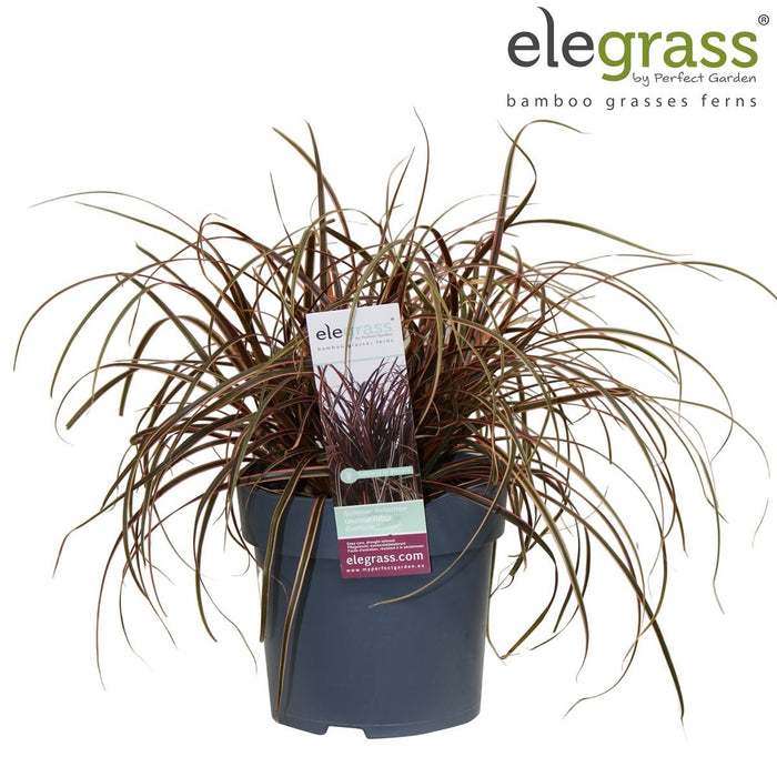 Uncinia Rubra 'Everflame'