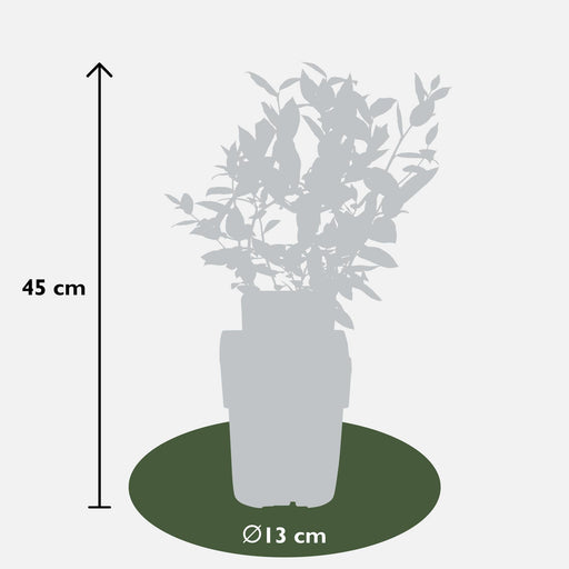 Vaccinium Corymbosum 'Brigitta Blue' - Confezione Da 5