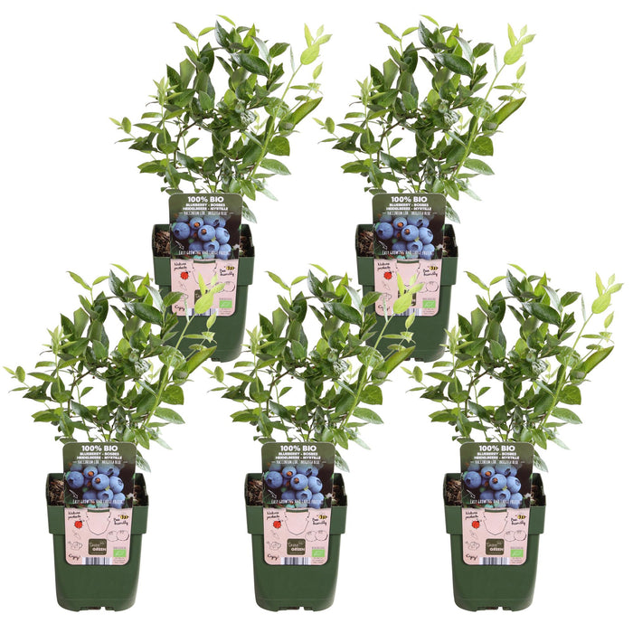 Vaccinium Corymbosum 'Brigitta Blue' - Confezione Da 5